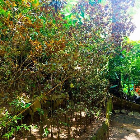 Jungle Face Inn 엘라 외부 사진