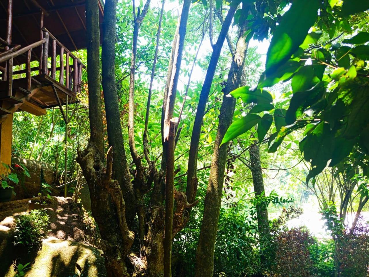 Jungle Face Inn 엘라 외부 사진