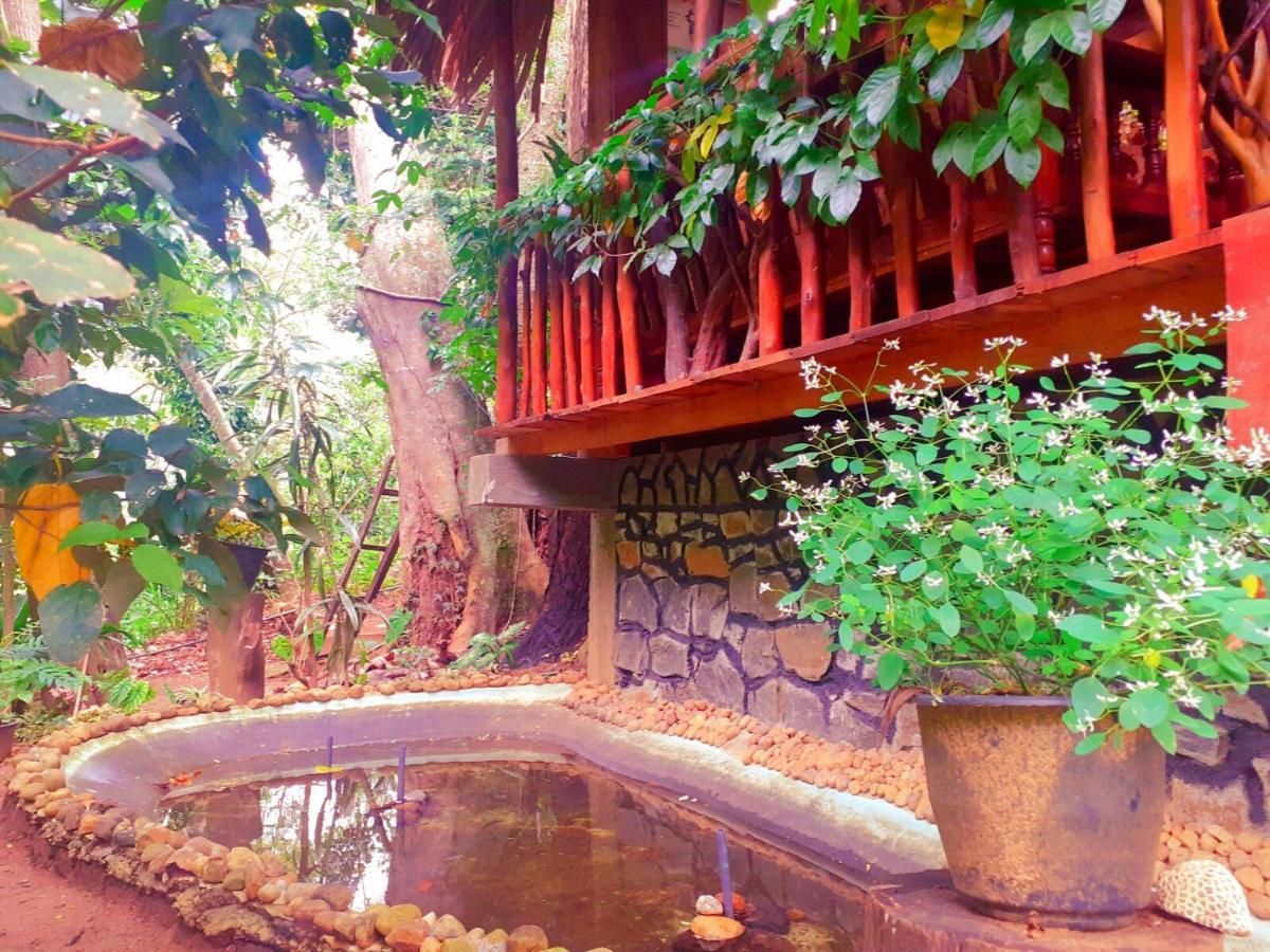 Jungle Face Inn 엘라 외부 사진
